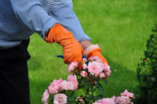 Professional arborist pruning a mature tree canopy